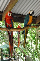 0721 Birdworld Kuranda